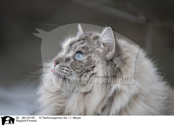 Ragdoll Portrait / Ragdoll Portrait / JM-19149