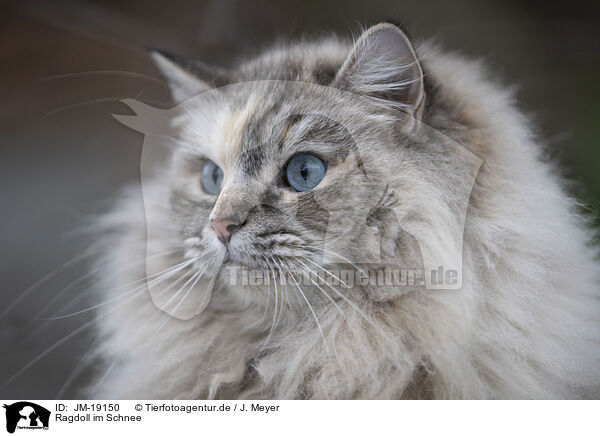 Ragdoll im Schnee / JM-19150