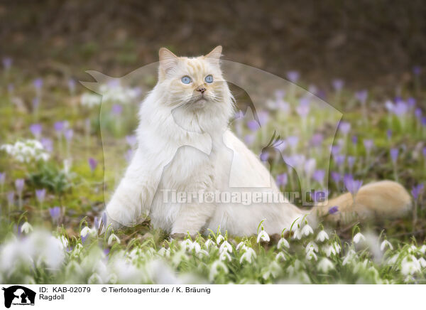 Ragdoll / Ragdoll / KAB-02079