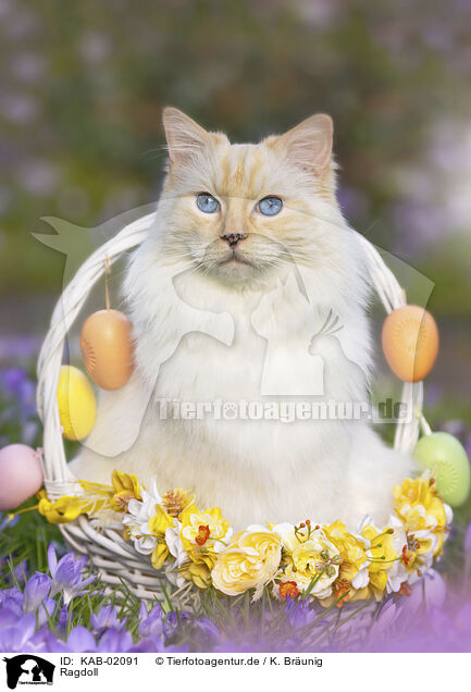 Ragdoll / KAB-02091