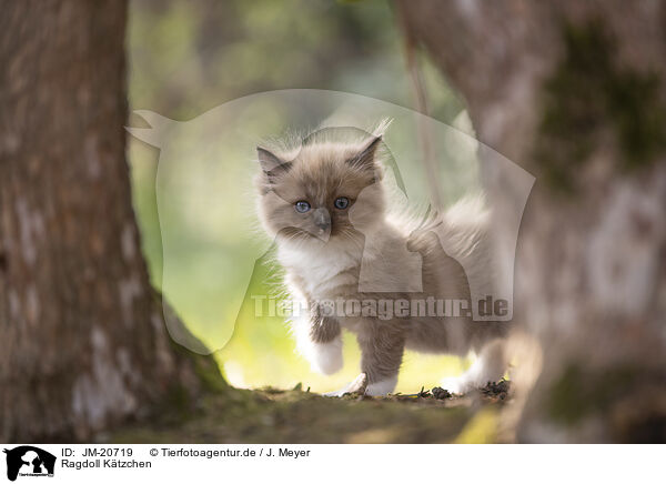 Ragdoll Ktzchen / Ragdoll kitten / JM-20719