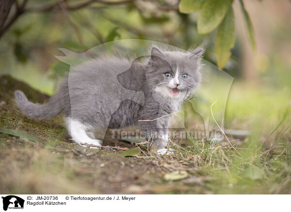 Ragdoll Ktzchen / JM-20736