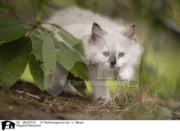 Ragdoll Ktzchen / Ragdoll kitten / JM-20737
