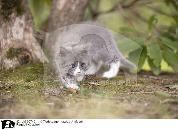 Ragdoll Ktzchen / Ragdoll kitten / JM-20742