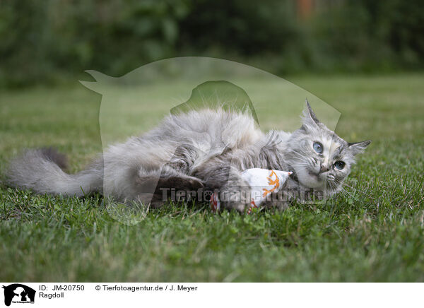 Ragdoll / Ragdoll / JM-20750