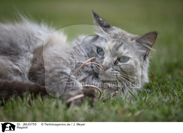 Ragdoll / Ragdoll / JM-20755