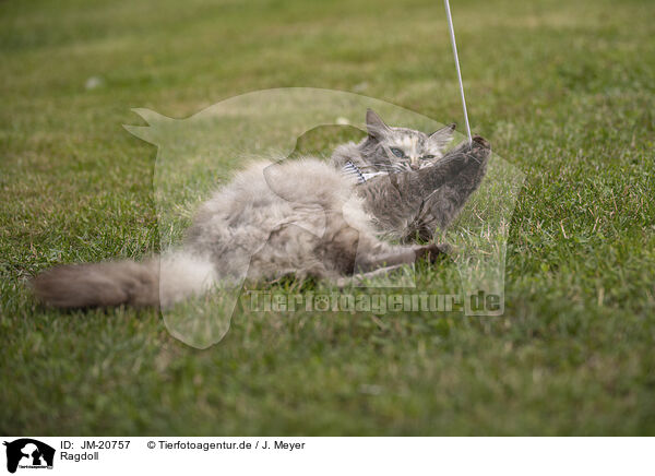Ragdoll / Ragdoll / JM-20757