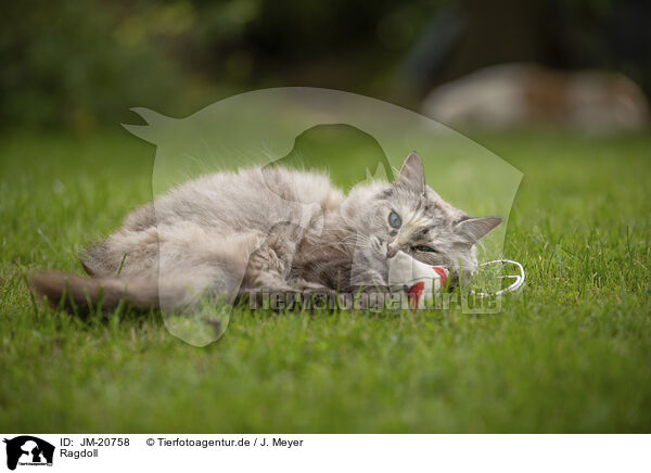 Ragdoll / Ragdoll / JM-20758