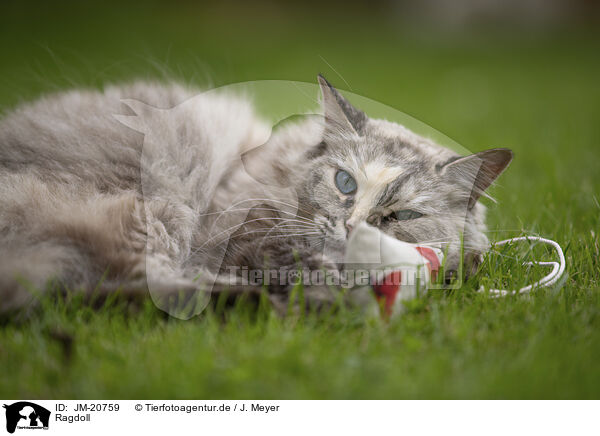 Ragdoll / Ragdoll / JM-20759