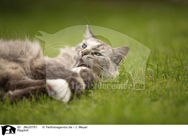 Ragdoll / Ragdoll / JM-20761