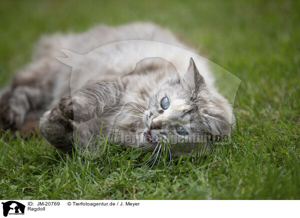 Ragdoll / Ragdoll / JM-20769