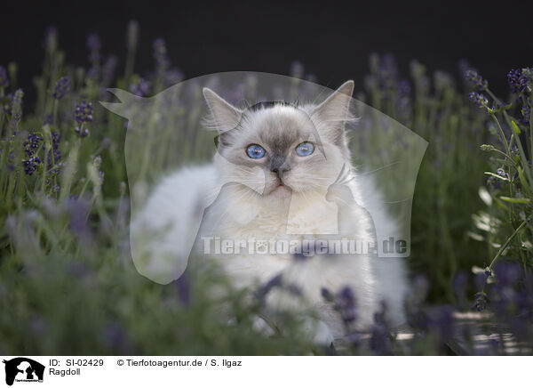 Ragdoll / Ragdoll / SI-02429