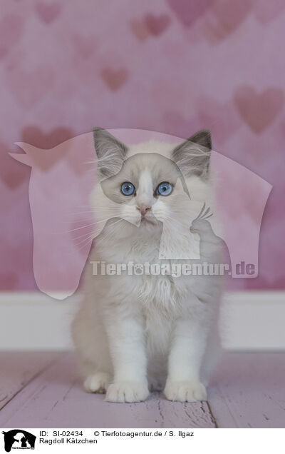 Ragdoll Ktzchen / Ragdoll kitten / SI-02434