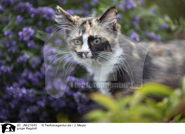 junge Ragdoll / young Ragdoll / JM-21645