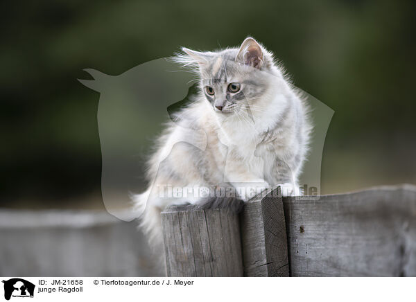 junge Ragdoll / JM-21658
