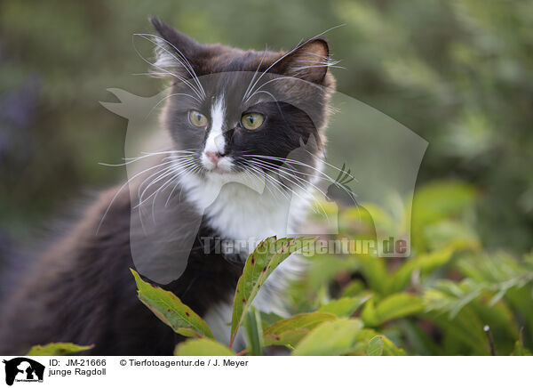 junge Ragdoll / young Ragdoll / JM-21666