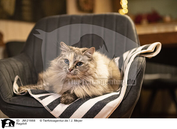 Ragdoll / Ragdoll / JM-21668