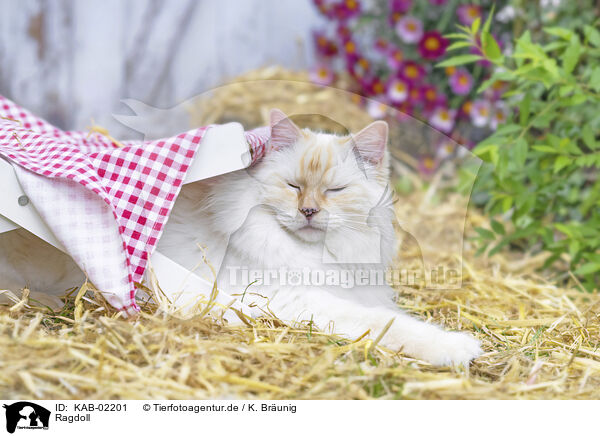 Ragdoll / Ragdoll / KAB-02201