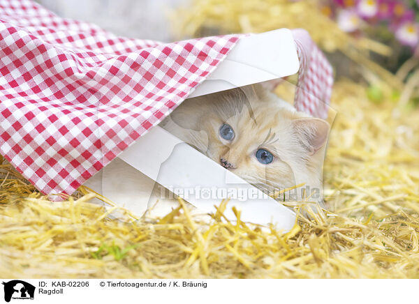 Ragdoll / Ragdoll / KAB-02206