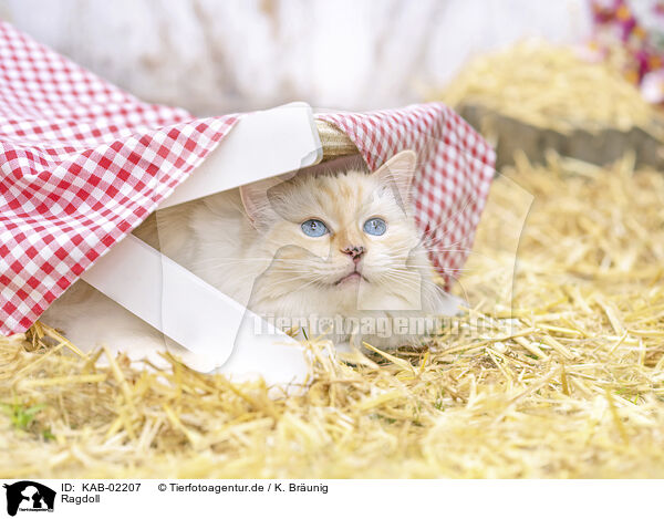 Ragdoll / Ragdoll / KAB-02207