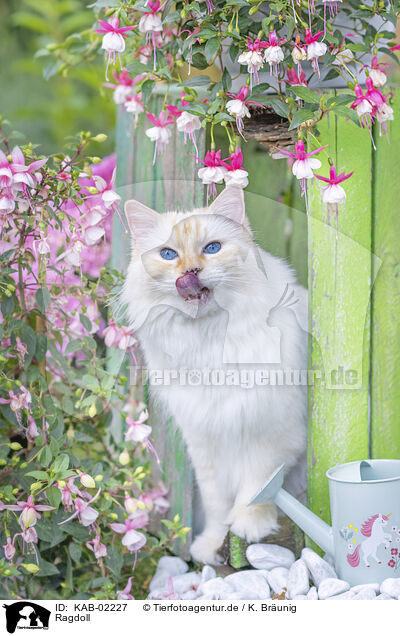 Ragdoll / Ragdoll / KAB-02227