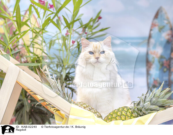 Ragdoll / KAB-02240