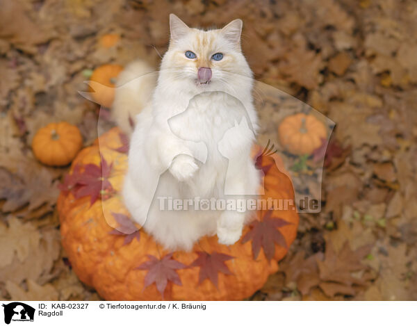 Ragdoll / KAB-02327