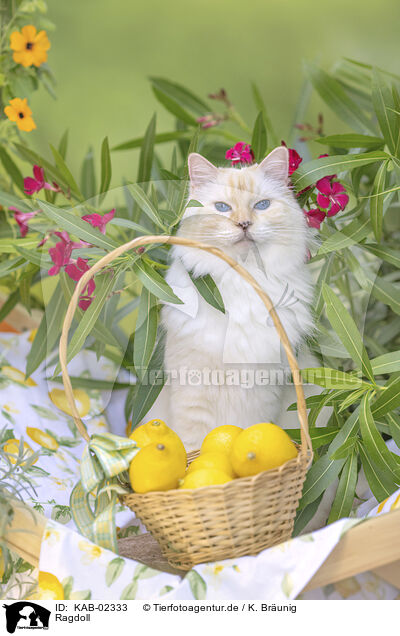 Ragdoll / Ragdoll / KAB-02333