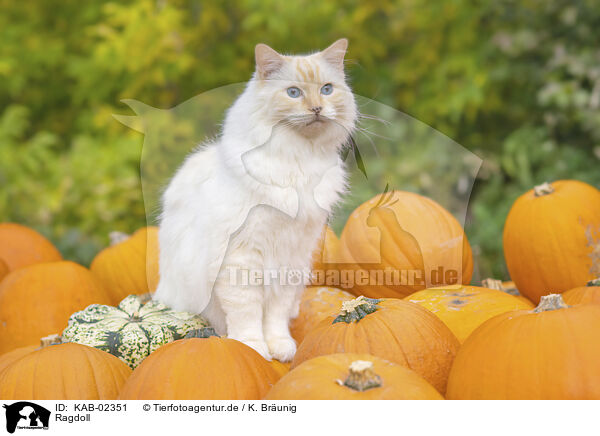 Ragdoll / Ragdoll / KAB-02351