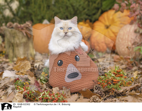 Ragdoll / Ragdoll / KAB-02362