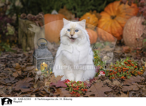 Ragdoll / Ragdoll / KAB-02363