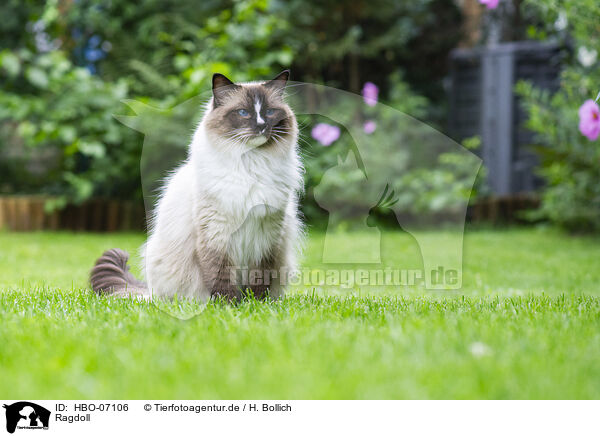 Ragdoll / Ragdoll / HBO-07106