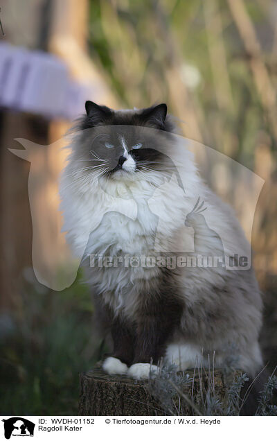 Ragdoll Kater / Ragdoll tomcat / WVDH-01152