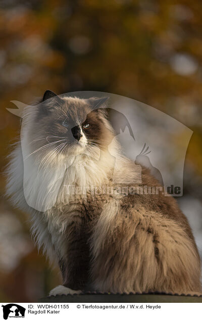 Ragdoll Kater / Ragdoll tomcat / WVDH-01155