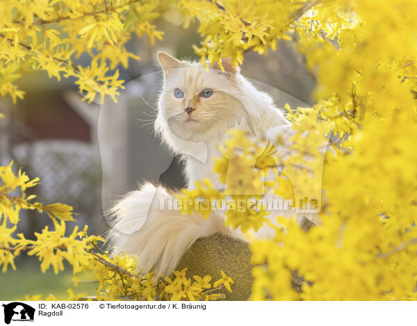 Ragdoll / Ragdoll / KAB-02576