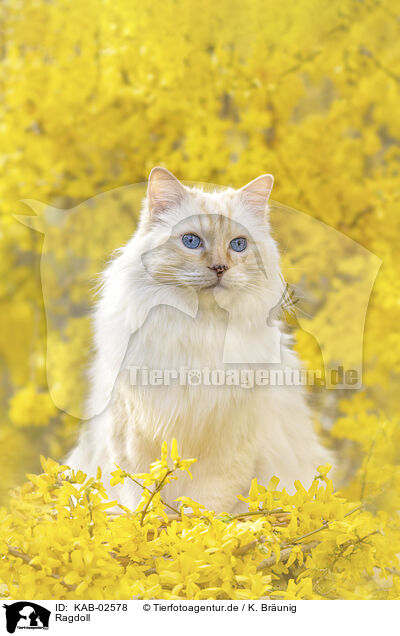Ragdoll / Ragdoll / KAB-02578