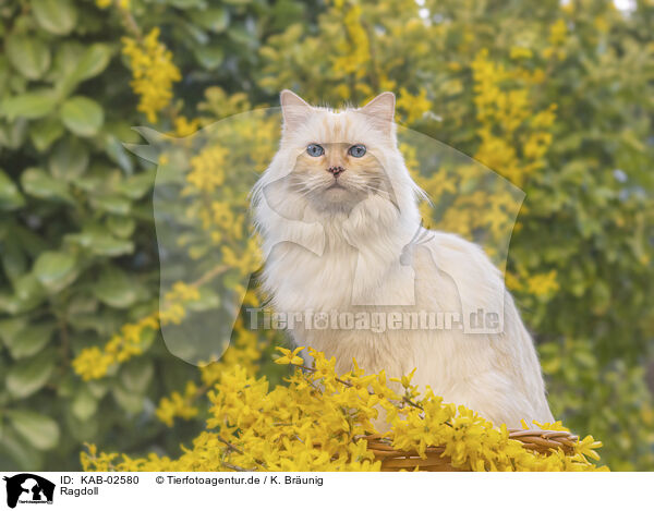 Ragdoll / Ragdoll / KAB-02580