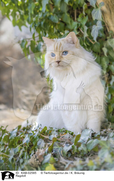 Ragdoll / KAB-02585
