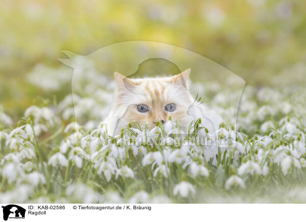 Ragdoll / Ragdoll / KAB-02586