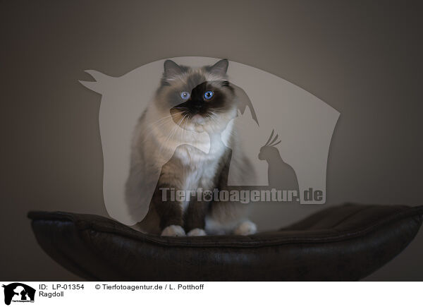 Ragdoll / LP-01354