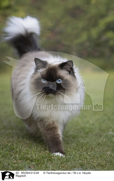 Ragdoll / Ragdoll / WVDH-01238