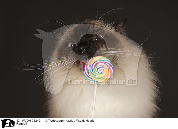 Ragdoll / Ragdoll / WVDH-01249