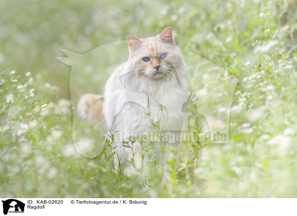 Ragdoll / Ragdoll / KAB-02620