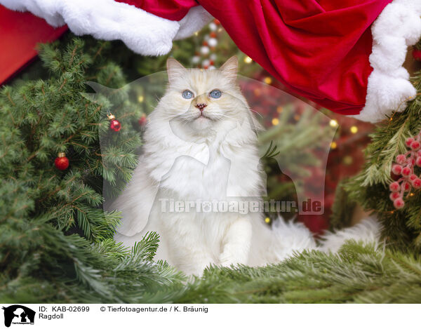 Ragdoll / Ragdoll / KAB-02699