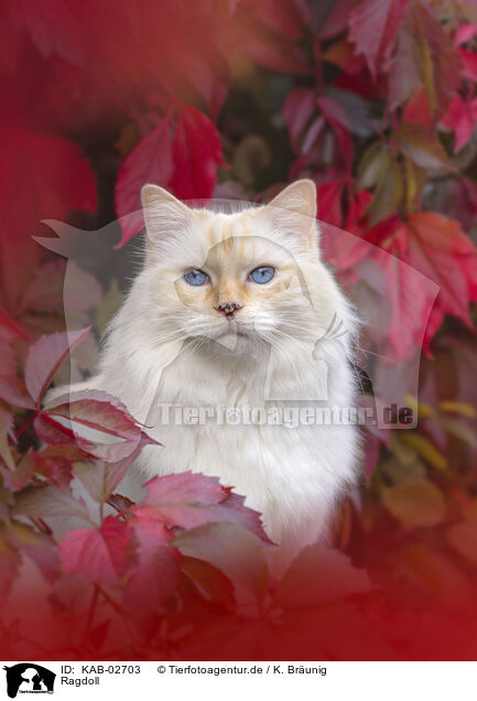 Ragdoll / Ragdoll / KAB-02703