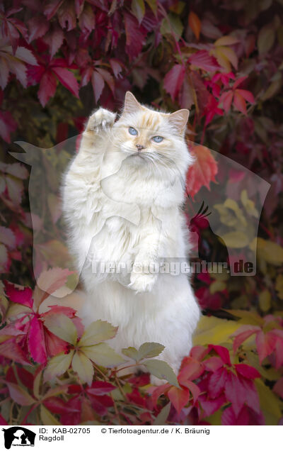 Ragdoll / Ragdoll / KAB-02705