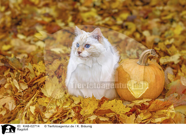 Ragdoll / Ragdoll / KAB-02714