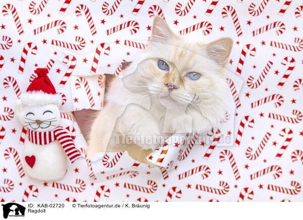 Ragdoll / Ragdoll / KAB-02720