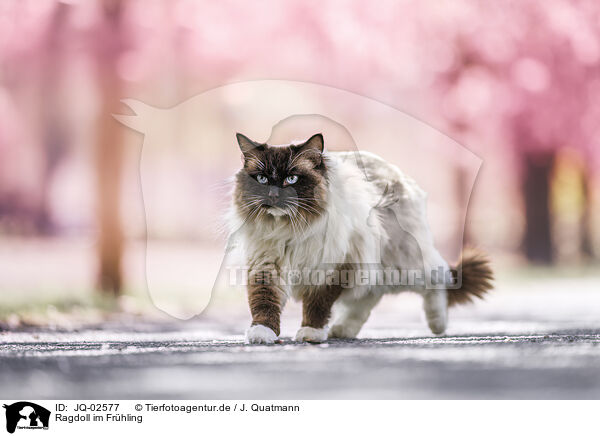 Ragdoll im Fr�hling / Ragdoll in spring / JQ-02577