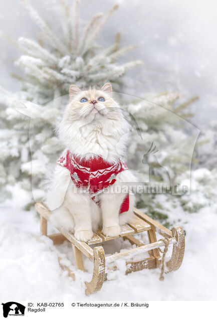 Ragdoll / Ragdoll / KAB-02765